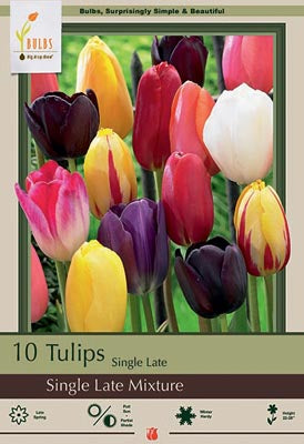 Tulip 'Single Late Mixture' Bulbs (7)