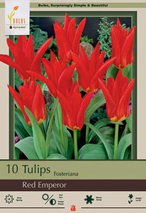 Tulip 'Red Emperor' Bulbs (7)
