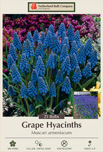 Muscari 'Grape Hyacinth' Bulbs (20)