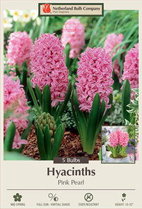 Hyacinth 'Pink Pearl' Bulbs (5)