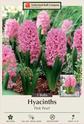 Hyacinth 'Pink Pearl' Bulbs (5)