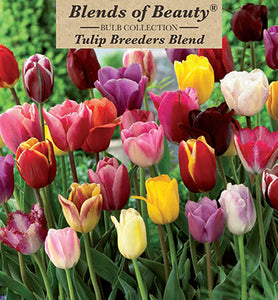 Tulip 'Breeders Blend' Bulbs (12)