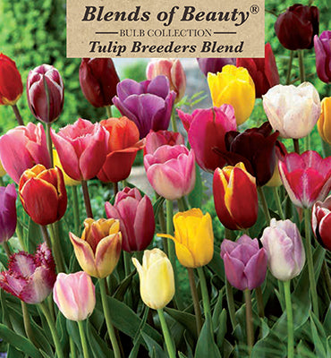 Tulip 'Breeders Blend' Bulbs (12)