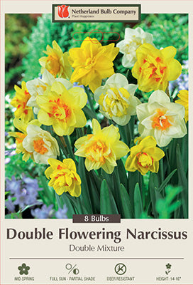 Narcissus 'Double Mixture' Bulbs (7)
