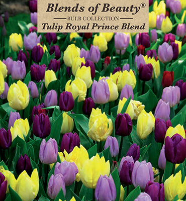 Tulip 'Royal Prince' Bulbs (12)