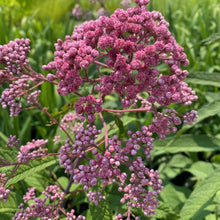 Load image into Gallery viewer, Eupatorium fistulosum ‘JoJo’ Joe Pye Weed
