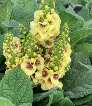 Load image into Gallery viewer, Verbascum ‘Dark Eyes’ Mullein
