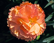 Load image into Gallery viewer, Dianthus caryophyllus 'SuperTrouper Orange' Carnation

