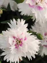 Load image into Gallery viewer, Dianthus 'Everlast White'
