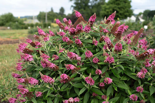 Shrubs – Page 4 – Denchfield Nursery, Inc.