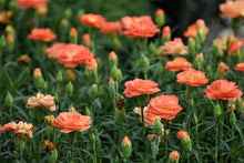 Load image into Gallery viewer, Dianthus caryophyllus 'SuperTrouper Orange' Carnation
