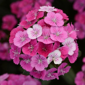 Dianthus 'Jolt Pink Magic'