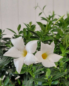 Dipladenia