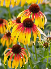 Load image into Gallery viewer, Echinacea &#39;Fiery Meadow Mama&#39;
