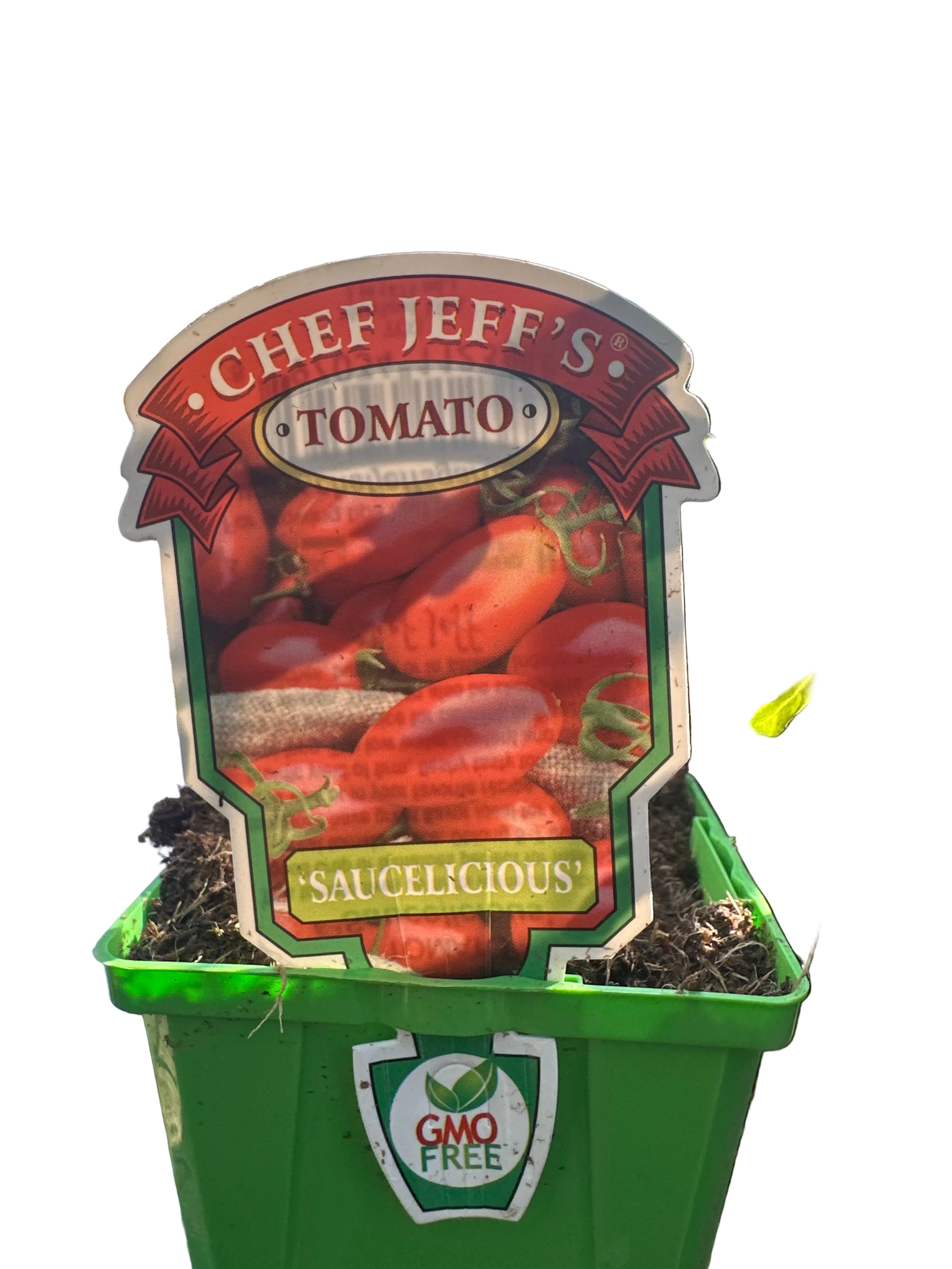 Tomato 'Saucelicious' – Denchfield Nursery, Inc.