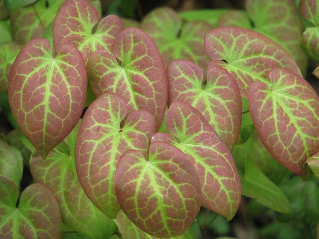 Epimedium × versicolor ‘Sulphureum’ (Barrenwort)