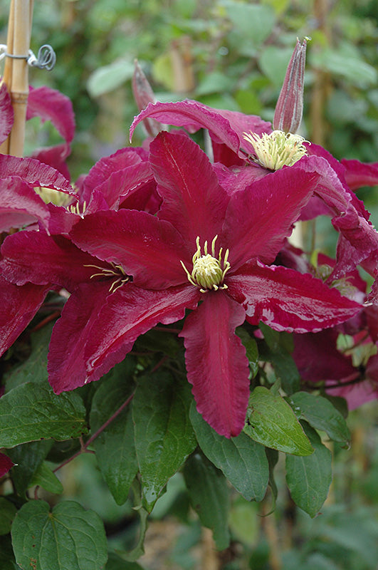 Clematis 
