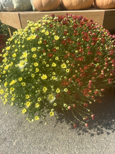 Mum 'Combo' Patio Pot