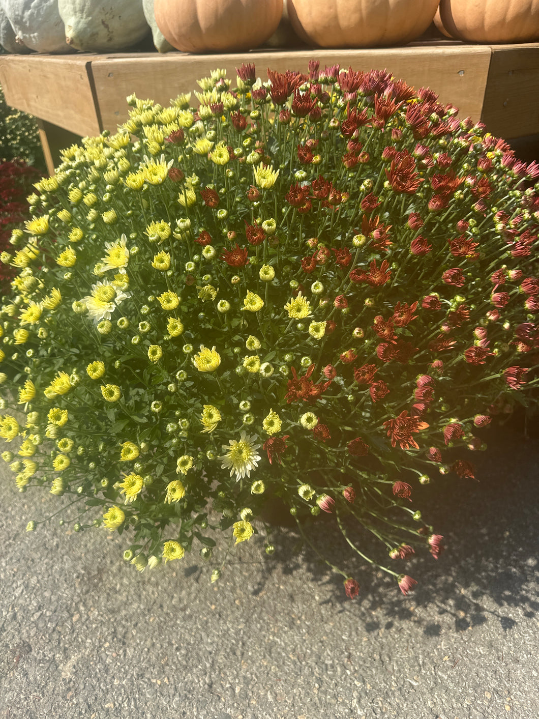 Mum 'Combo' Patio Pot