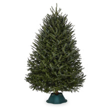 Load image into Gallery viewer, Fraser Fir Christmas Tree
