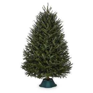 Fraser Fir Christmas Tree