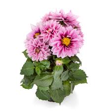Dahlia 'Fun Raspberry' – Denchfield Nursery, Inc.