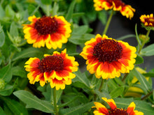 Load image into Gallery viewer, Gaillardia 'Barbican Yellow Red Ring' Blanket Flower
