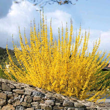 Load image into Gallery viewer, Forsythia &quot;Show Off&quot;
