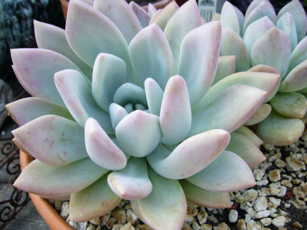 Graptoveria 'Opalina'