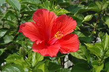 Load image into Gallery viewer, Hibiscus rosa-sinensis &#39;Tropical Hibiscus&#39;

