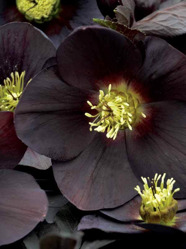 Helleborus 'New York Night'