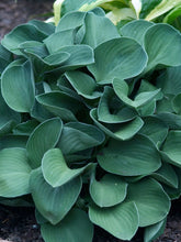 Load image into Gallery viewer, Hosta &quot;Blue Mouse Ears&quot;
