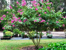 Load image into Gallery viewer, Bauhinia blakeana &#39;Hong Kong Orchid&#39; Tree
