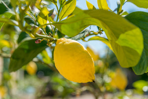 Lemon 'Harvey' Tree
