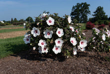 Load image into Gallery viewer, Hibiscus moscheutos &#39;Dream&#39;
