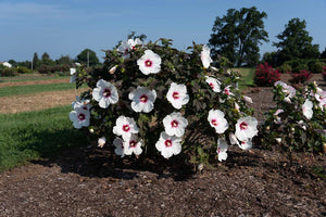 Hibiscus moscheutos 'Dream'