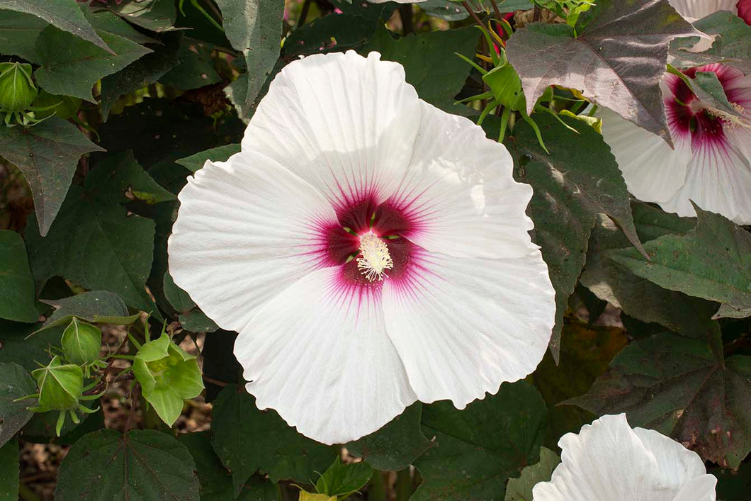Hibiscus moscheutos 'Dream'