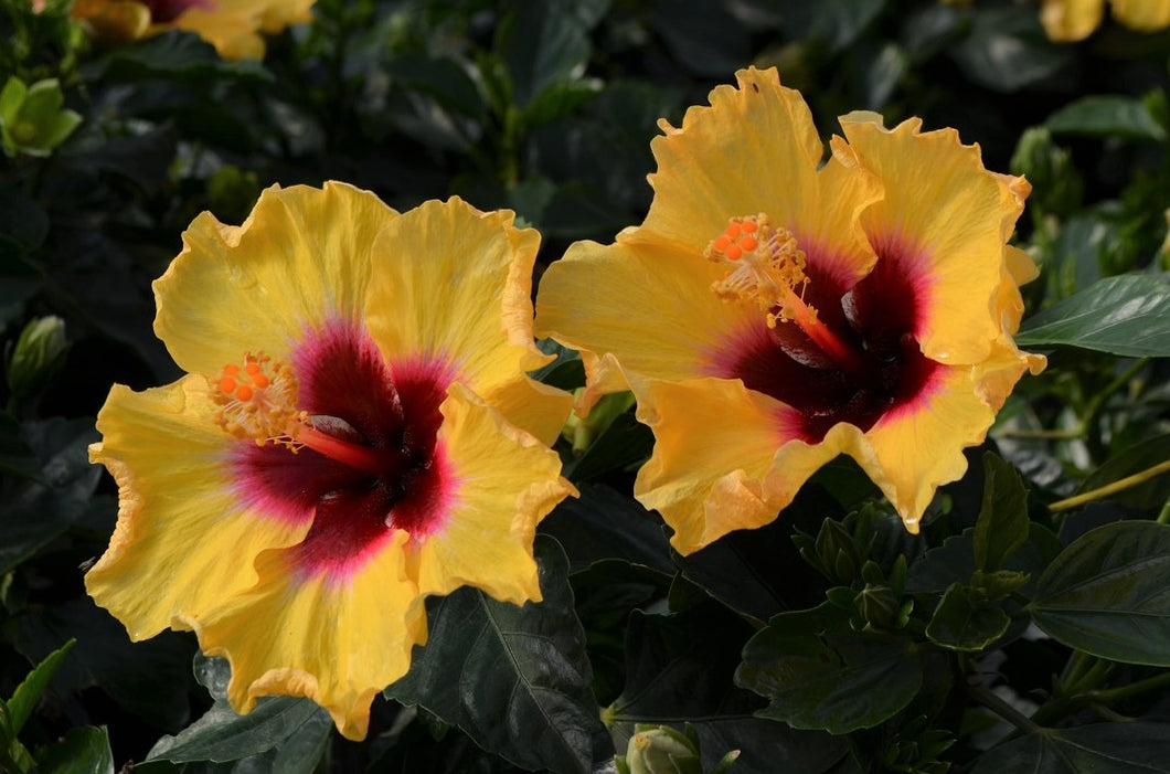 Hibiscus 'Hollywood Rico Suave'