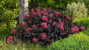 Hydrangea macrophylla 'Eclipse'