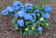 Load image into Gallery viewer, Hydrangea macrophylla &#39;Double Down&#39;
