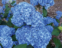 Load image into Gallery viewer, Hydrangea macrophylla &#39;Double Down&#39;
