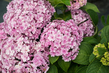 Load image into Gallery viewer, Hydrangea macrophylla &#39;Double Down&#39;
