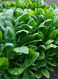 Spinach 'Imperial Valley'
