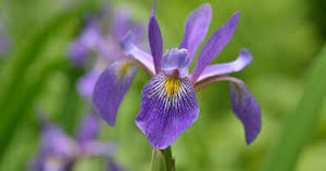 Iris versicolor 'Purple Flame'