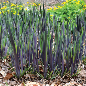 Iris versicolor 'Purple Flame'