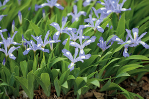 Iris cristata 'Dwarf Crested Iris'