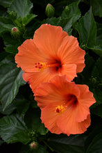 Load image into Gallery viewer, Hibiscus rosa-sinensis &#39;Tropical Hibiscus&#39;
