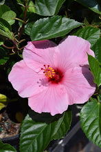Load image into Gallery viewer, Hibiscus rosa-sinensis &#39;Tropical Hibiscus&#39;
