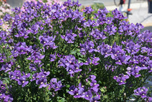 Load image into Gallery viewer, Nemesia 'Nesia Denim'
