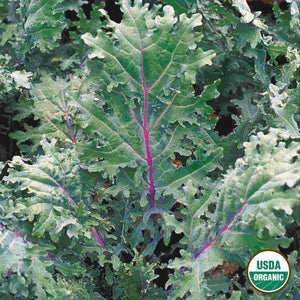 Kale Red Russian Organic Seeds